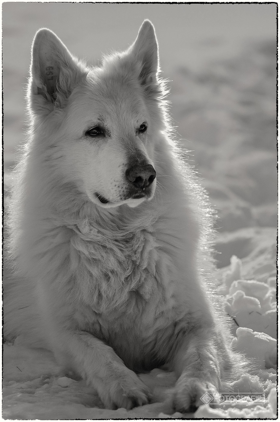 White shepherd 10